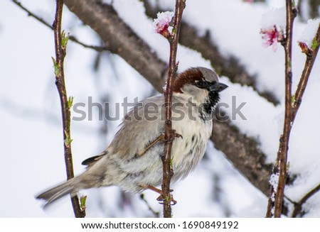 Little bird on flowering branches covered by snow. The house sparrow, pink flowers and snow in spring.