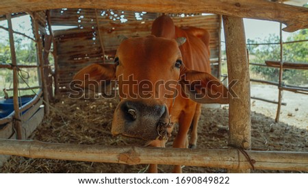 Closeup of grazing brown cow