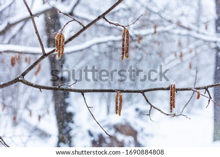 fresh alder catkins on tree branch in forest during last snowfall in spring evening