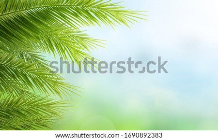 Palm Sunday concept: green palm tree leaves on natural sky Royalty-Free Stock Photo #1690892383