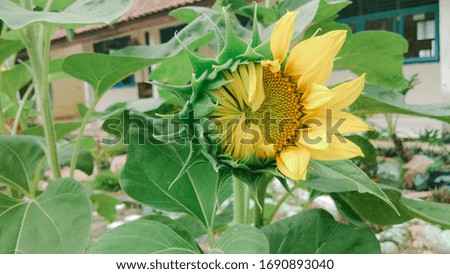 sunflowers that start to bloom beautifully