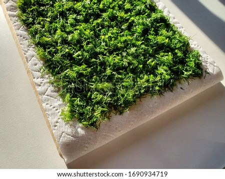Fresh dill put on drying under the sun to use in European cuisine foods 