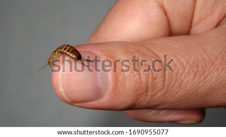 Earwig as a pet.
Earwigs will use their pincers to defend themselves.
Biologist, Exotic vet holding an insect. wildlife veterinarian.
invertebrates.
bugs, bug, insects, animals, animal, wild nature