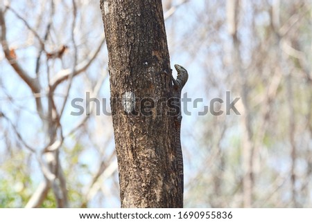 Bengal monitor on tree in forest.