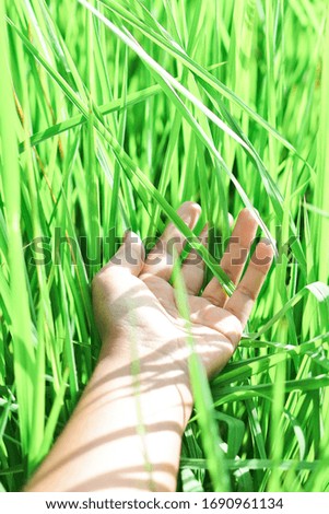 Hand touching the green nature
