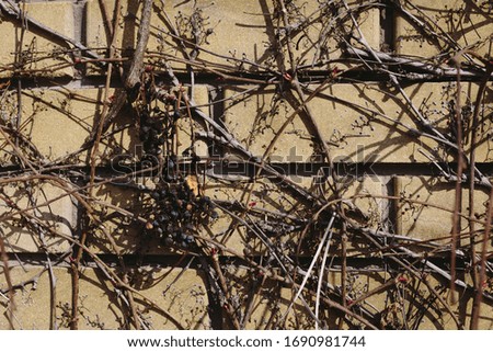 A brick fence overgrown with dried plants. External fence of the house. Closeup  brick wall with dry old branches.