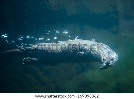 Otter under water - close-up shot