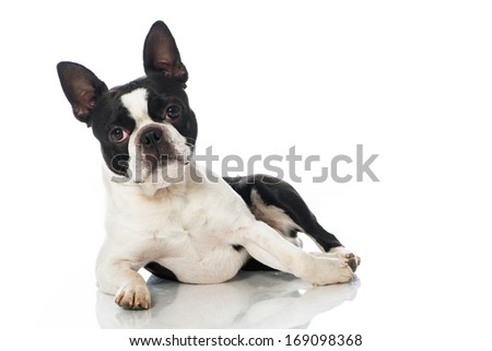 Boston terrier dog isolated on white