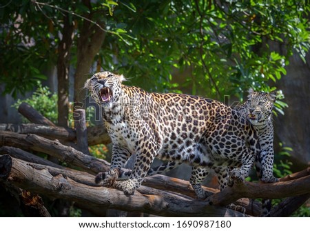Behavior of a roaring leopard.