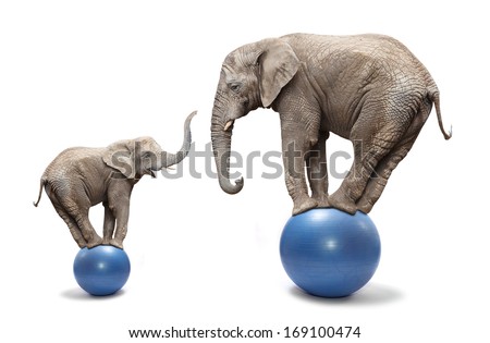 African elephant female and her baby elephant balancing on a blue balls.