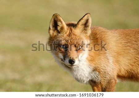 A magnificent wild Red Fox, the fox looks straight into the camera, headshot.