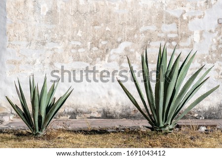 A Mexican scene of two espadin agave plants, against a rugged peeling white wall, in Oaxaca, Mexico. With room for text / space for copy Royalty-Free Stock Photo #1691043412