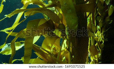 Light rays filter through a Giant Kelp forest. Macrocystis pyrifera. Diving, Aquarium and Marine concept. Underwater close up of swaying Seaweed leaves. Sunlight pierces vibrant exotic Ocean plants. Royalty-Free Stock Photo #1691071525
