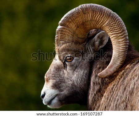 Rocky Mountain BigHorn Sheep, close up of head and horns Royalty-Free Stock Photo #169107287
