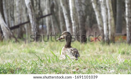 lonely wild duck in the grass
