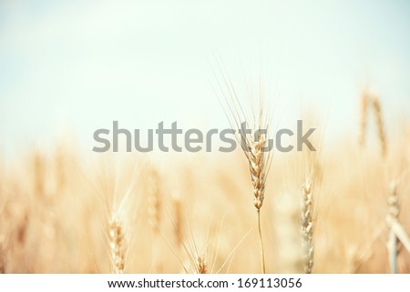 Summer field with golden wheat