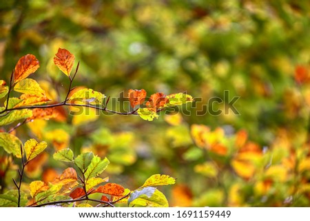 Leaves in autumn, colorful autumn in october