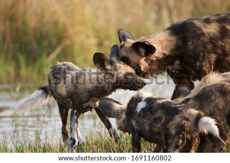 African Wild Dogs relaxing and playing in water Royalty-Free Stock Photo #1691160802