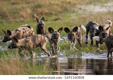 African Wild Dogs relaxing and playing in water Royalty-Free Stock Photo #1691160808