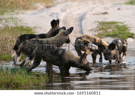 African Wild Dogs relaxing and playing in water Royalty-Free Stock Photo #1691160811