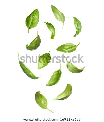 Fresh basil leaves falling on white background Royalty-Free Stock Photo #1691172625