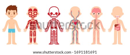 My body, educational anatomy body organ chart for kids. Cute cartoon little boy and his bodily systems: muscular, skeletal, circulatory, nervous and digestive. Isolated vector infographic clip art. Royalty-Free Stock Photo #1691181691
