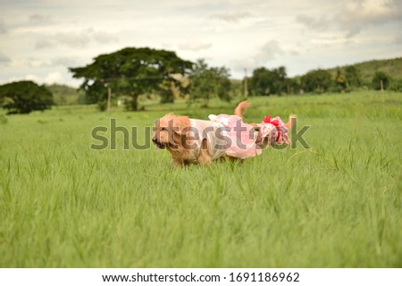 Golden Retriever dog plays in the green fields