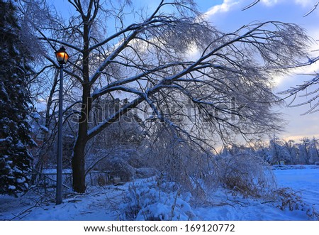 Winter alley in park and shining lantern. 