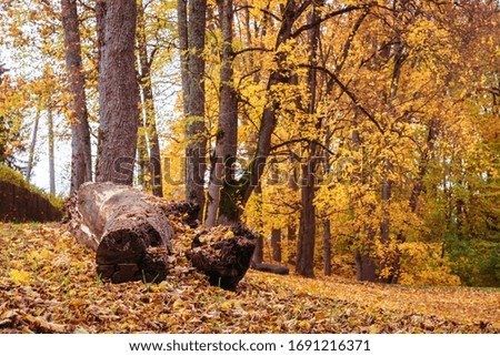 park on an autumn day, an old tree trunk on the ground, full of land with yellow leaves, large trees in the back