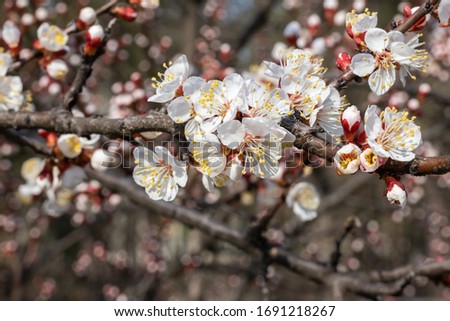 White flowers of apple tree in spring.