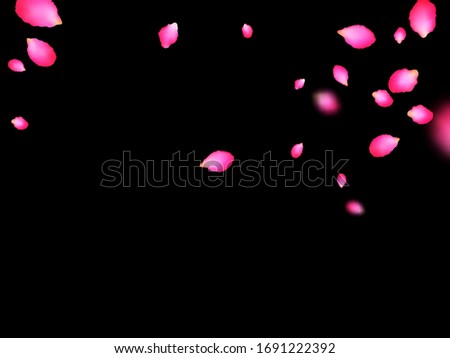 Crimson romantic petals blowing by wind over black background. Apricot spring tree blossom parts confetti. Flower petals vector illustration for inviration card. Floral design.