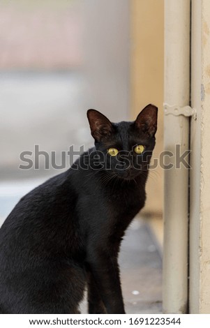 Close up image of black cat isolated
