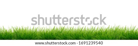 Green grass isolated - banner Royalty-Free Stock Photo #1691239540