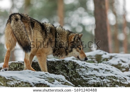 gray wolf (Canis lupus) on teh snowy rock