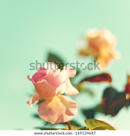 Vintage Pastel Roses