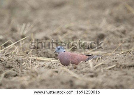 Eurasian collared dove is perching on the ground