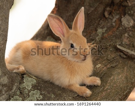 a little red rabbit are resting comfortably under the trees in the forest