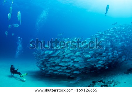 Big eye Trevally Jack, (Caranx sexfasciatus) Forming a school, bait ball or tornado with a diver. Cabo Pulmo National Park, Cousteau once named it The world's aquarium. Baja California Sur,Mexico.
 Royalty-Free Stock Photo #169126655