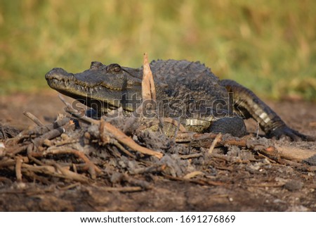 Crocodile in a river safari along the Gambia River