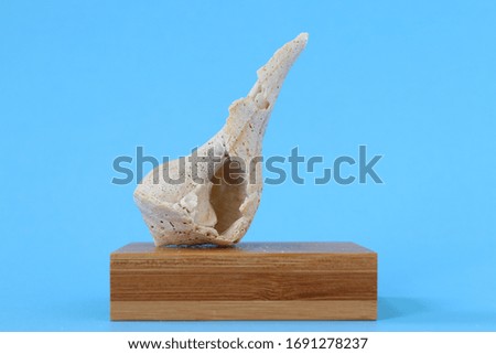 Sea shell isolated on blue background.