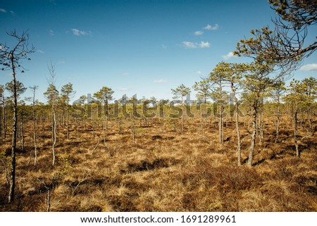 Spring picture in a swamp with small, low trees