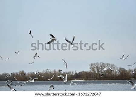 Flying seagulls on a river bank covered in ice in winter