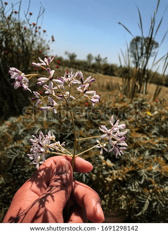 it is a picture of flower