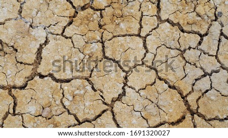 The surface is brown or arid land, the soil surface is cracked and green trees that come from arid agriculture on global warming.