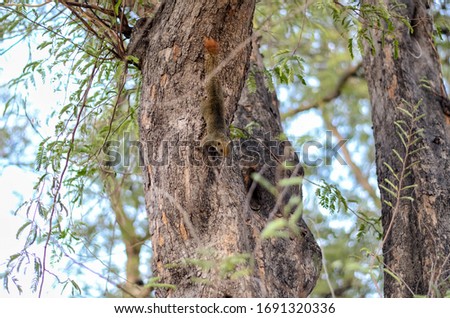 Squirrels in Thailand tend to live on tamarind trees