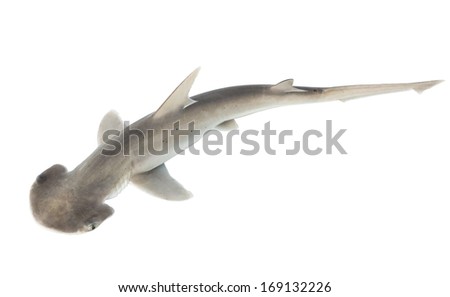 The bonnethead shark or shovelhead, Sphyrna tiburo, top view. Isolated on white background