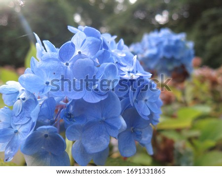 A close up picture of blue hydrangeas
