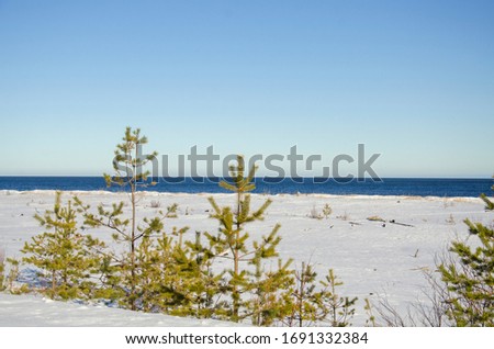 Snow on the beach. Winter seashore. Beautiful snow banks. Seascape.
Pine trees on the coast. Russian nature.