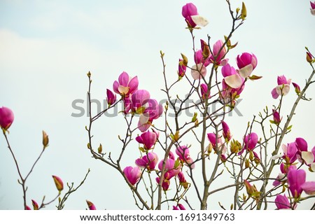 Blooming pink magnolia cultivar Sulange against the sky. Spring garden.