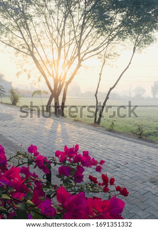 An astonishing view of sunrise with beautiful hot pink bloom . The way the sun light is falling on street by crossing tree branches are looking stunning. Picture can be used for backgrounds.